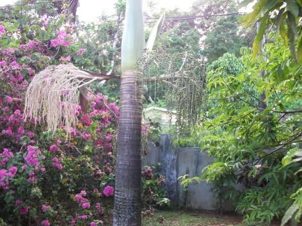 Marl Self Catering Villa Pointe La Rue Eksteriør bilde